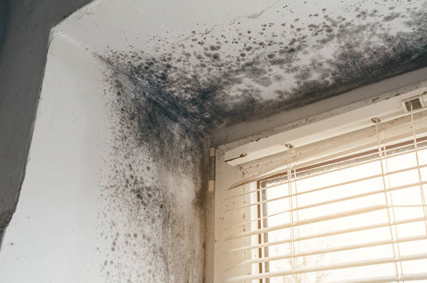 Affordable Attic Mold Remediation solutions in Ada, MI