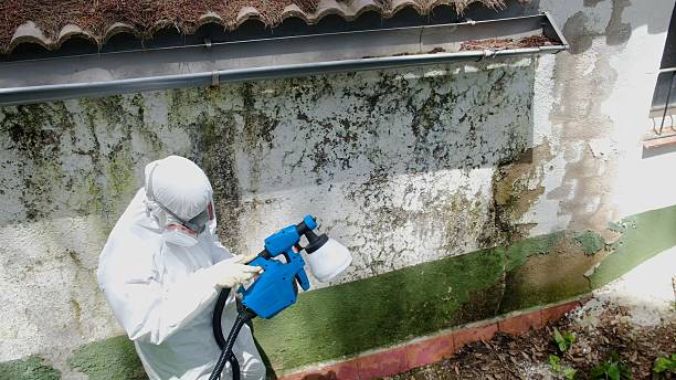 Top rated local Attic Mold Remediation specialists in Ada, MI